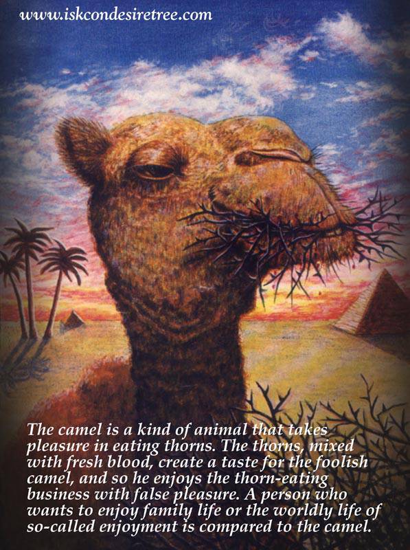 Quotes by Srila Prabhupada on A Camel-Like Person