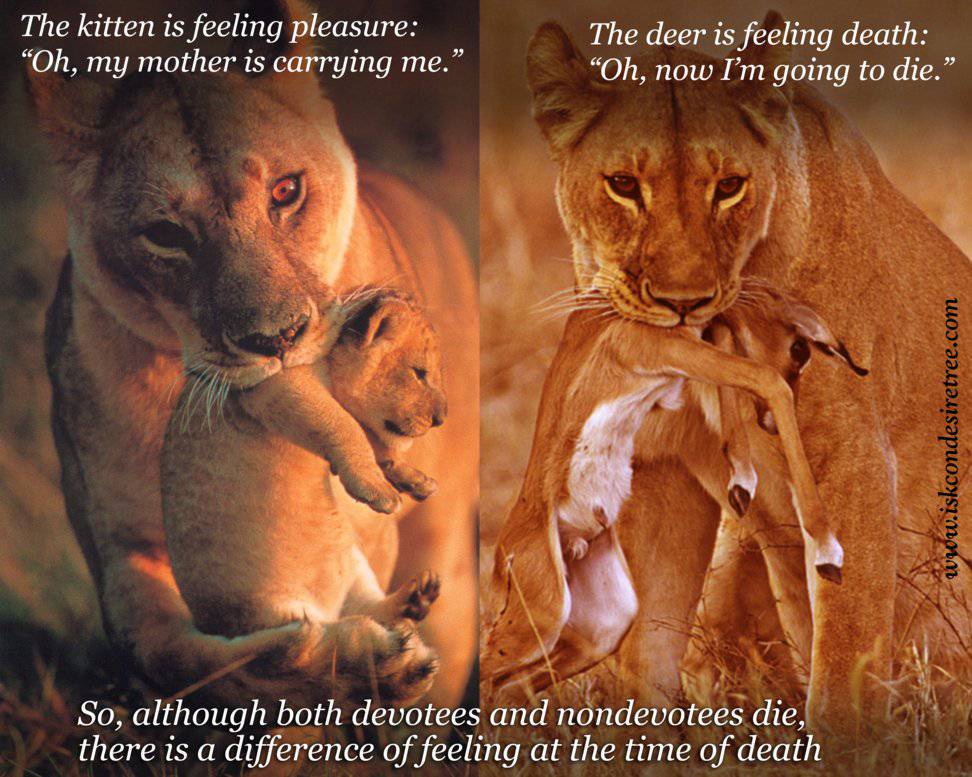 Quotes by Srila Prabhupada on Difference Between The Feeling At The Time of Death