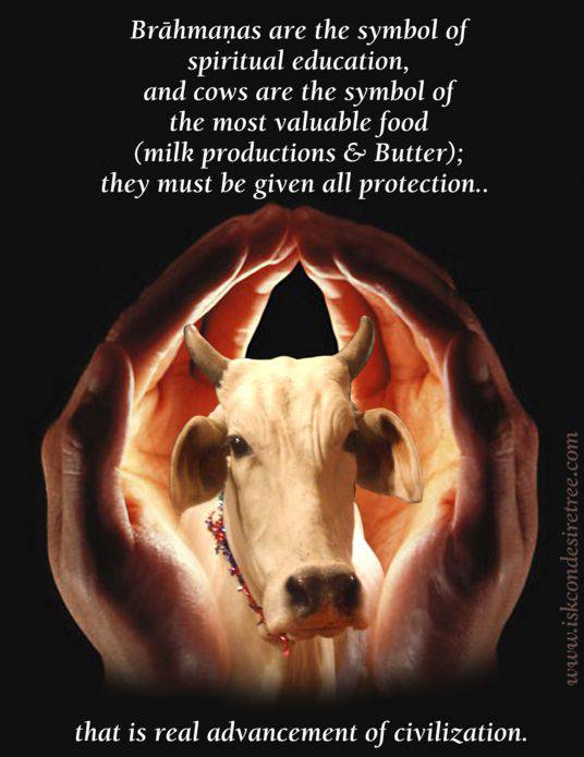 Quotes by Srila Prabhupada on Giving Protection to The Brahmanas and The Cows