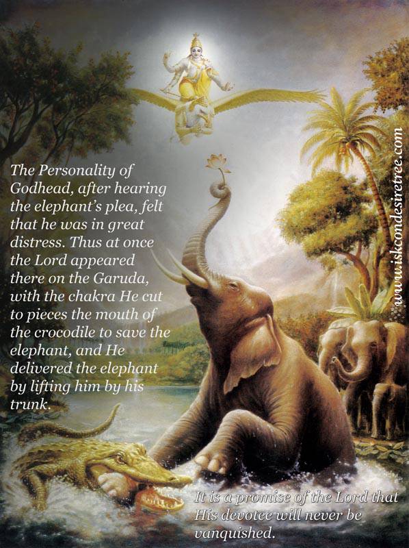 Quotes by Srila Prabhupada on The Lord Delivering The Elephant