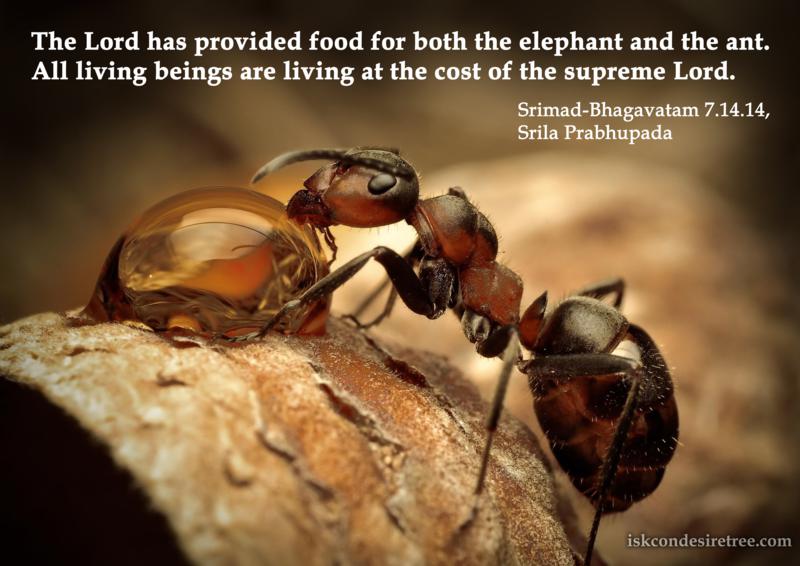Srimad Bhagavatam on Maintenance of All Living Entities