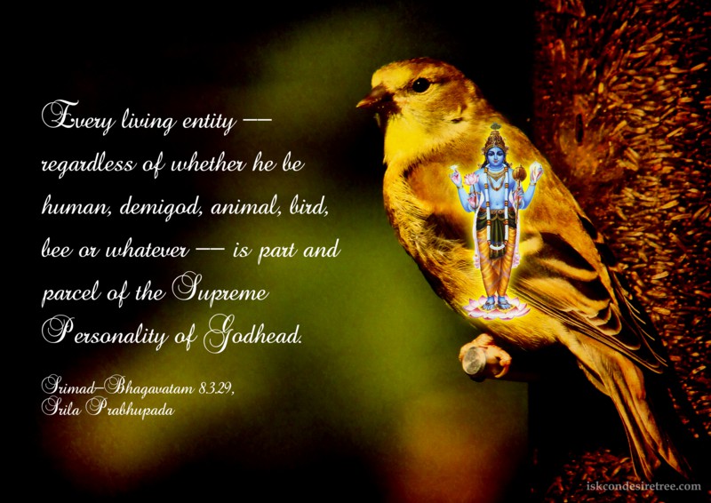 Srila Prabhupada on Every Living Entity